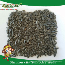 Suntoday sementes de hortaliças vegetal orgânico asiático Orgânicas sementes de girassol para hortaliças preço variados (91001)